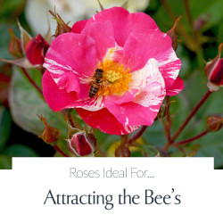Attracting The Bee's